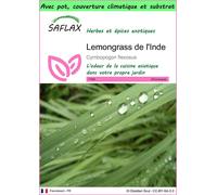 SAFLAX Garden to go - Lemongrass de l'Inde - 50 graines - Cymbopogon