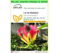SAFLAX Garden to go - Lis de Malabar - 15 graines - Gloriosa