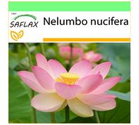 SAFLAX - Garden to go - Lotus sacré - 8 graines - Avec pot, couvercle climatique et substrat de culture - Nelumbo nucifera