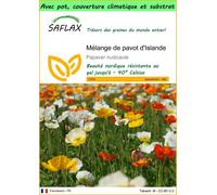 SAFLAX Garden to go - Mélange de pavot d'Islande - 8000 graines - Papaver