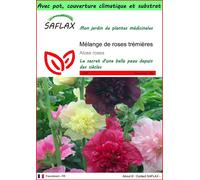 SAFLAX Garden to go - Mélange de roses trémières - 100 graines - Alcea