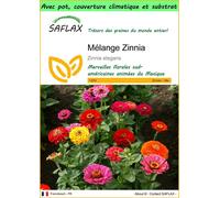SAFLAX Garden to go - Mélange Zinnia - 50 graines - Zinnia