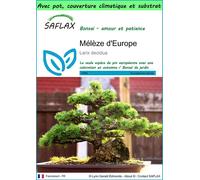 SAFLAX Garden to go - Mélèze d'Europe - 75 graines - Larix