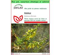 SAFLAX Garden to go - Mélilot - 250 graines - Melilotus