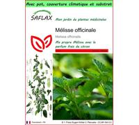 SAFLAX Garden to go - Mélisse officinale - 150 graines - Melissa