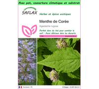 SAFLAX Garden to go - Menthe de Corée - 1200 graines - Agastache