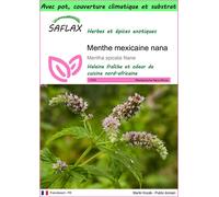 SAFLAX Garden to go - Menthe mexicaine nana - 500 graines - Mentha