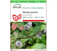 SAFLAX Garden to go - Menthe poivrée - 300 graines - Mentha