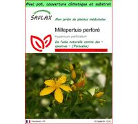 SAFLAX Garden to go - Millepertuis perforé - 300 graines - Hypericum