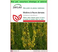SAFLAX Garden to go - Molène à fleurs denses - 500 graines - Verbascum