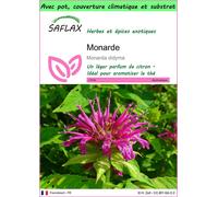 SAFLAX Garden to go - Monarde - 20 graines - Monarda