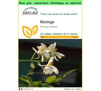 SAFLAX Garden to go - Moringa - 10 graines - Moringa
