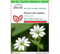 SAFLAX Garden to go - Mouron des oiseaux - 1000 graines - Stellaria
