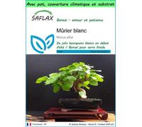 SAFLAX Garden to go - Mûrier blanc - 200 graines - Morus
