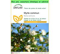 SAFLAX Garden to go - Myrte commun - 30 graines - Myrtus