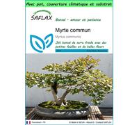 SAFLAX Garden to go - Myrte commun - 30 graines - Myrtus