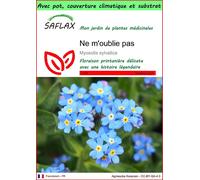 SAFLAX Garden to go - Ne m'oublie pas - 150 graines - Myosotis