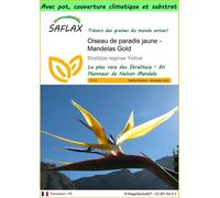 SAFLAX Garden to go - Oiseau de paradis jaune - Mandelas Gold - 4 graines - Strelitzia
