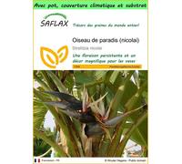 SAFLAX Garden to go - Oiseau de paradis (nicolai) - 5 graines - Strelitzia