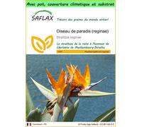 SAFLAX Garden to go - Oiseau de paradis (reginae) - 5 graines - Strelitzia