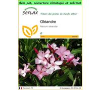 SAFLAX Garden to go - Oléandre - 50 graines - Nerium