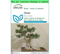 SAFLAX Garden to go - Olivier - 20 graines - Olea
