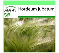 SAFLAX - Garden to go - Orge à crinière - 70 graines - Avec pot, couvercle climatique et substrat de culture - Hordeum jubatum