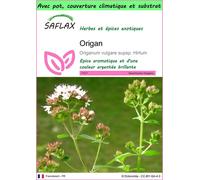 SAFLAX Garden to go - Origan - 600 graines - Origanum