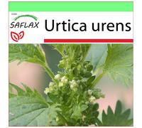 SAFLAX - Garden to go - Ortie brûlante - 150 graines - Avec pot, couvercle climatique et substrat de culture - Urtica urens