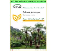 SAFLAX Garden to go - Palmier à chanvre - 10 graines - Chamaerops