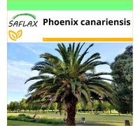 SAFLAX - Garden to go - Palmier dattier des Canaries - 10 graines - Avec pot, couvercle climatique et substrat de culture - Phoenix canariensis
