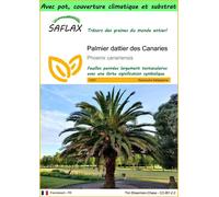 SAFLAX Garden to go - Palmier dattier des Canaries - 10 graines - Phoenix