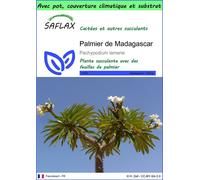 SAFLAX Garden to go - Palmier de Madagascar - 10 graines - Pachypodium