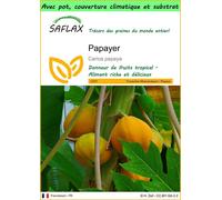 SAFLAX Garden to go - Papayer - 30 graines - Carica