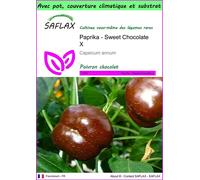 SAFLAX Garden to go - Paprika - Sweet Chocolate X - 10 graines - Capsicum