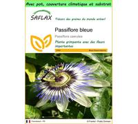 SAFLAX Garden to go - Passiflore bleue - 25 graines - Passiflora