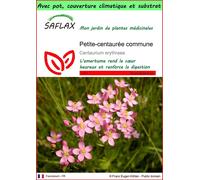 SAFLAX Garden to go - Petite-centaurée commune - 250 graines - Centaurium