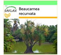 SAFLAX - Garden to go - Pied d'éléphant - 10 graines - Avec pot, couvercle climatique et substrat de culture - Beaucarnea recurvata