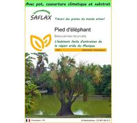 SAFLAX Garden to go - Pied d'éléphant - 10 graines - Beaucarnea