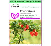 SAFLAX Garden to go - Piment habanero - 10 graines - Capsicum