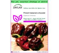 SAFLAX Garden to go - Piment habanero chocolat - 10 graines - Capsicum