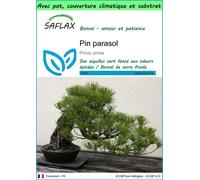 SAFLAX Garden to go - Pin parasol - 6 graines - Pinus