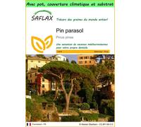 SAFLAX Garden to go - Pin parasol - 6 graines - Pinus