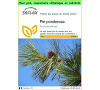 SAFLAX Garden to go - Pin ponderosa - 20 graines - Pinus