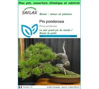 SAFLAX Garden to go - Pin ponderosa - 20 graines - Pinus