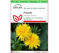 SAFLAX Garden to go - Pissenlit - 200 graines - Taraxacum