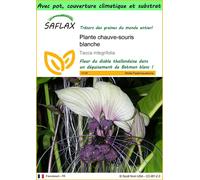 SAFLAX Garden to go - Plante chauve-souris blanche - 10 graines - Tacca