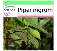SAFLAX - Garden to go - Poivrier commun - 20 graines - Avec pot, couvercle climatique et substrat de culture - Piper nigrum