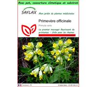 SAFLAX Garden to go - Primevère officinale - 100 graines - Primula