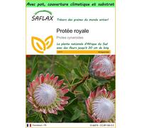 SAFLAX Garden to go - Protée royale - 5 graines - Protea